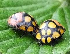 Steganocerus multipunctatus