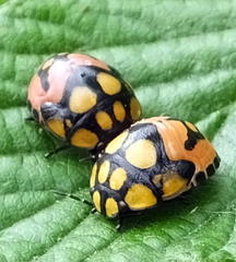 Steganocerus multipunctatus