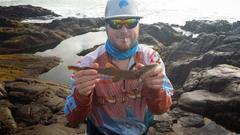 Haploblepharus fuscus