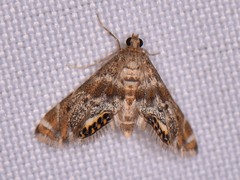 Petrophila fulicalis