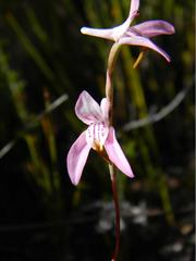 Disa bifida