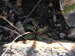 Disa bifida