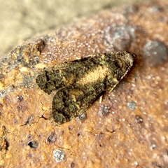 Copromorpha lichenitis