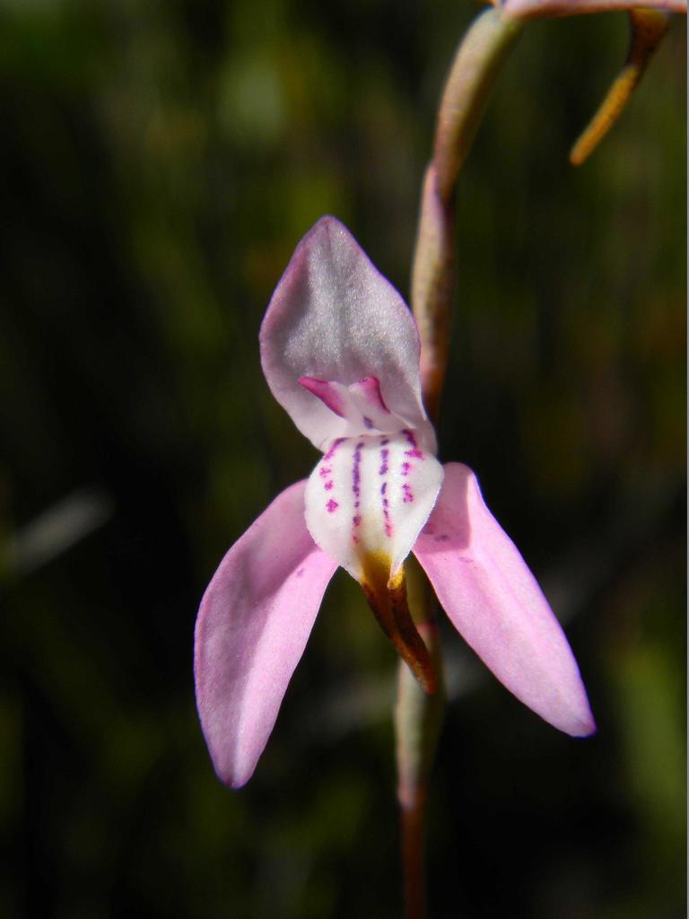Wire Orchids