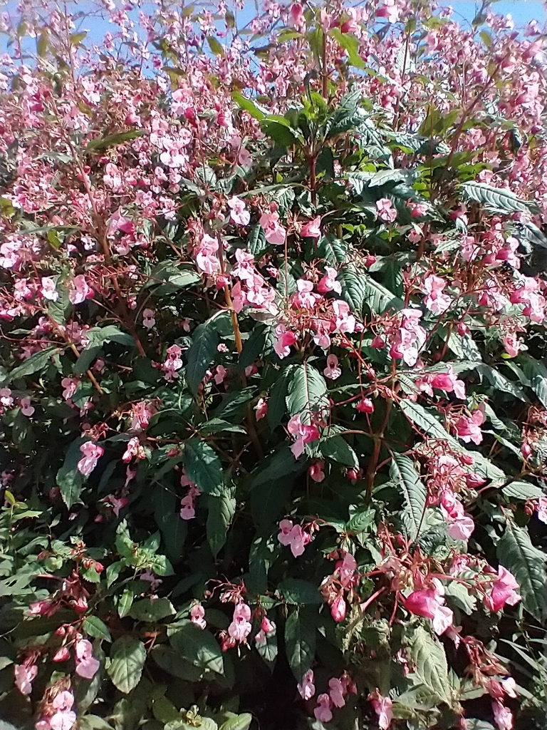 Impatiens glandulifera, Orange County, US-VT, US