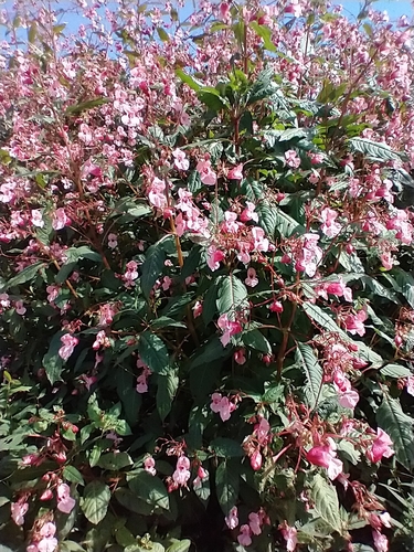 Impatiens glandulifera iNat (1)