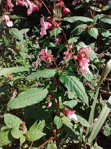 Impatiens glandulifera