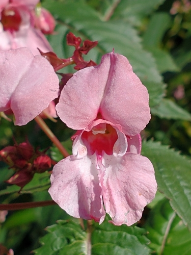 Impatiens glandulifera