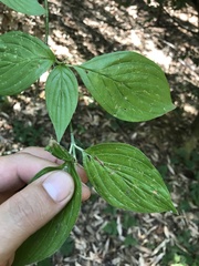 Cornus sessilis