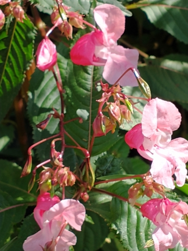 Impatiens glandulifera