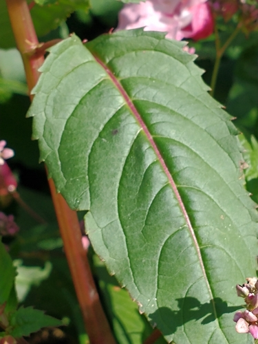 Impatiens glandulifera