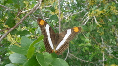Adelpha fessonia