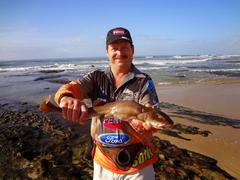 Haploblepharus fuscus