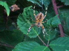 Araneus