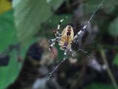 Araneus
