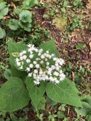 Ageratina roanensis
