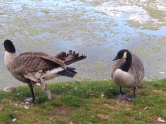 Branta canadensis