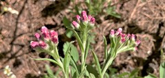 Antennaria microphylla