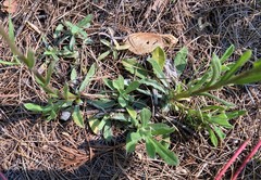 Antennaria microphylla
