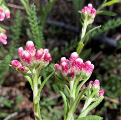 Antennaria microphylla