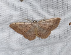 Semaeopus gracilata