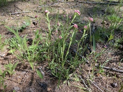 Antennaria microphylla