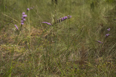Liatris pauciflora image