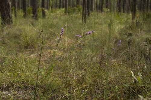 Image of Liatris pauciflora by (c) Siddarth Machado, some rights reserved (CC BY)
