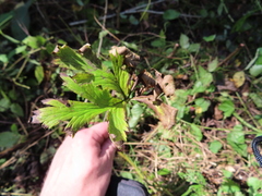 Trollius laxus laxus