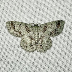 Hypodoxa conspurcata