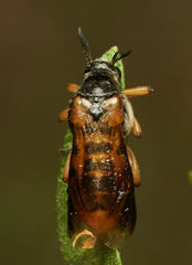 Ripiphorus