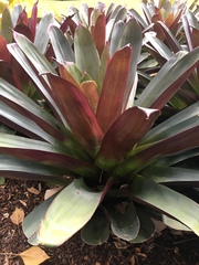 Alcantarea imperialis