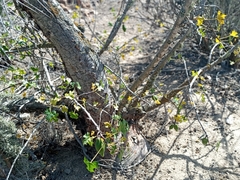 Vasconcellea chilensis