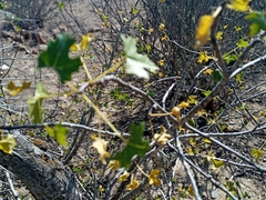 Vasconcellea chilensis