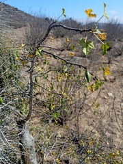 Vasconcellea chilensis