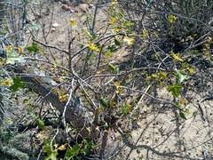 Vasconcellea chilensis