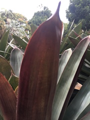 Alcantarea imperialis