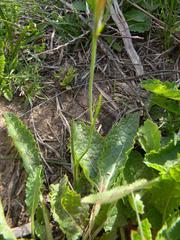 Gladiolus permeabilis permeabilis