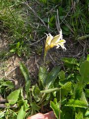 Gladiolus permeabilis permeabilis
