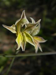 Gladiolus permeabilis permeabilis