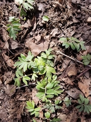 Hydrophyllum capitatum