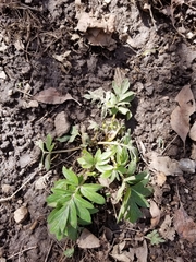 Hydrophyllum capitatum