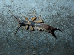 Cranopygia