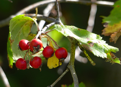 Crataegus succulenta
