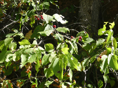 Crataegus succulenta