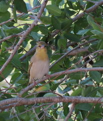 Anaplectes rubriceps rubriceps