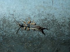 Cranopygia