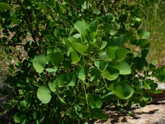 Erythrina flabelliformis