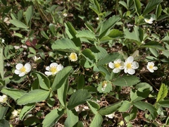 Fragaria virginiana glauca