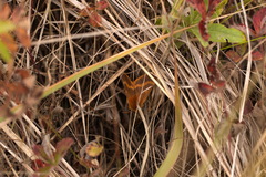 Lemonia dumi